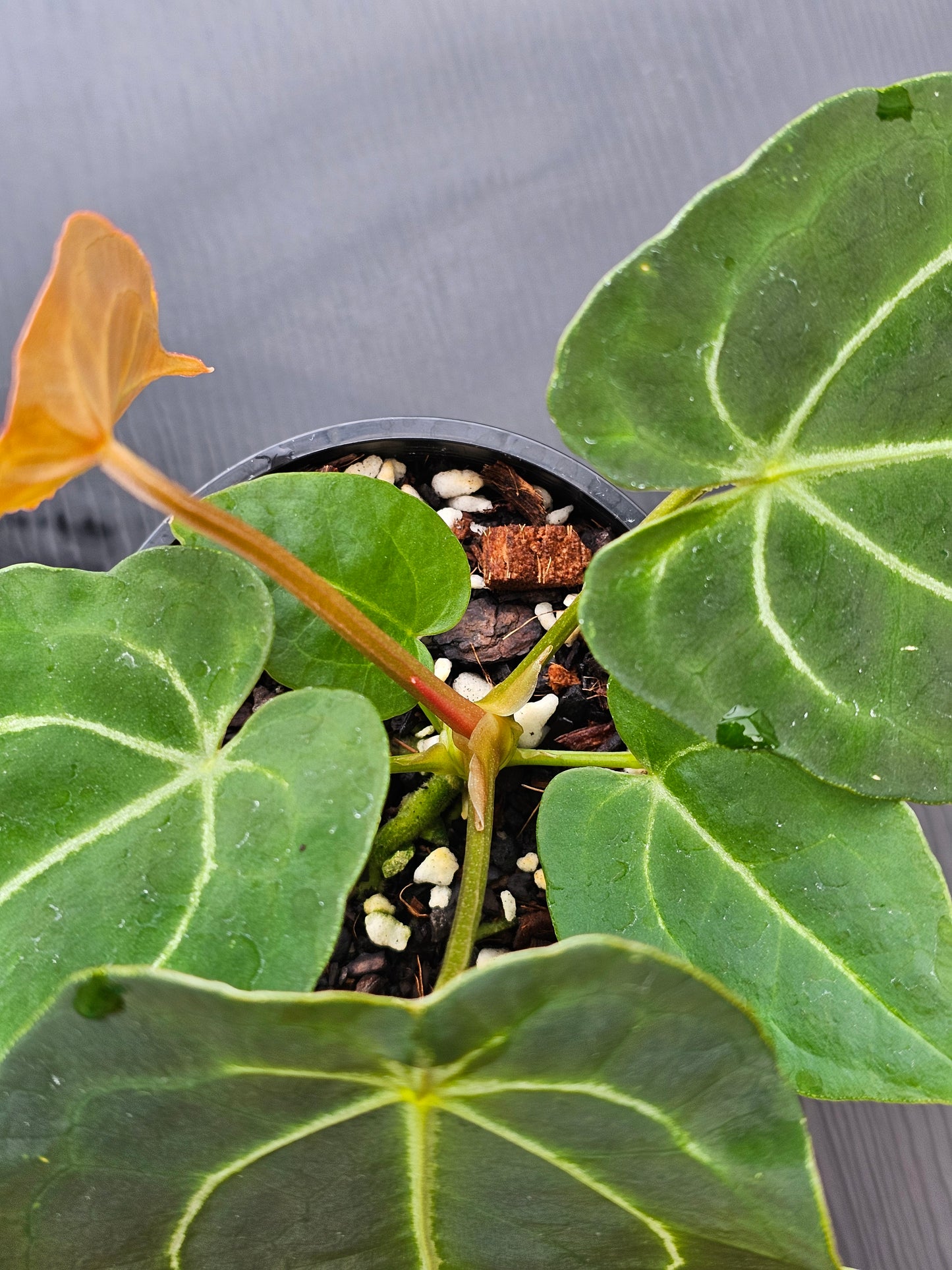 Anthurium forgetii x