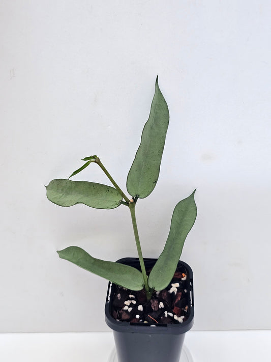 Hoya pandurata 'Tsiang Silver' #1