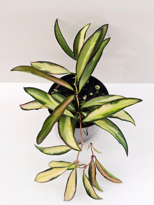 Hoya wayetii variegated