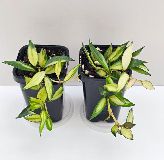 Hoya lacunosa 'Inner Variegated'