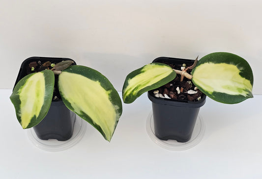Hoya verticillata (Inner Variegated)