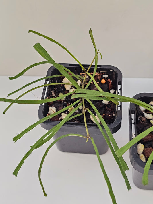 Hoya retusa
