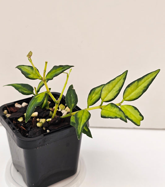 Hoya bella 'Inner Variegated' #2