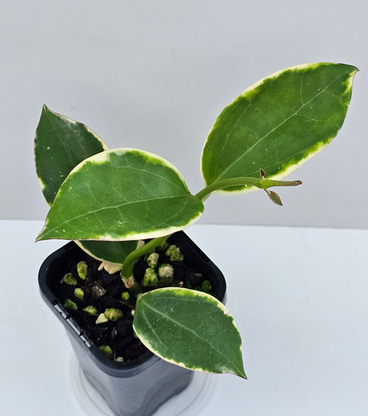 Hoya sp. Para Albomarginata