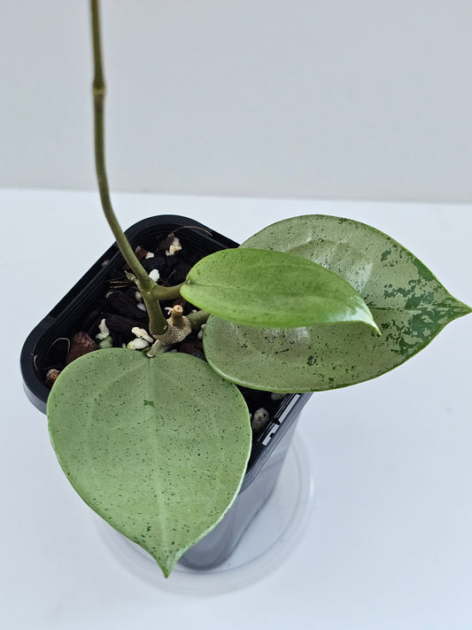 💥Hoya verticillata 'Heart Silver'💥