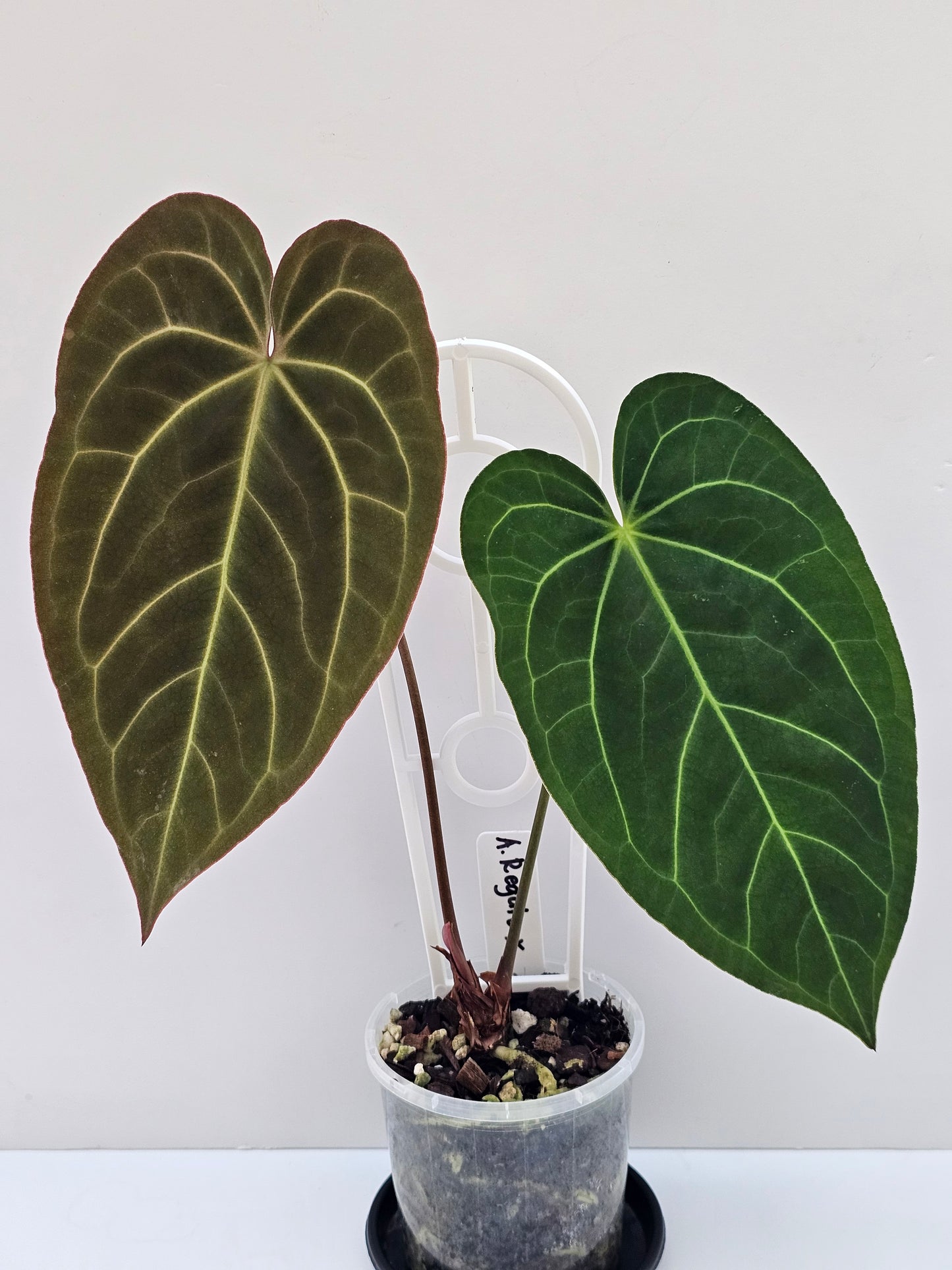 💥Anthurium regale x💥