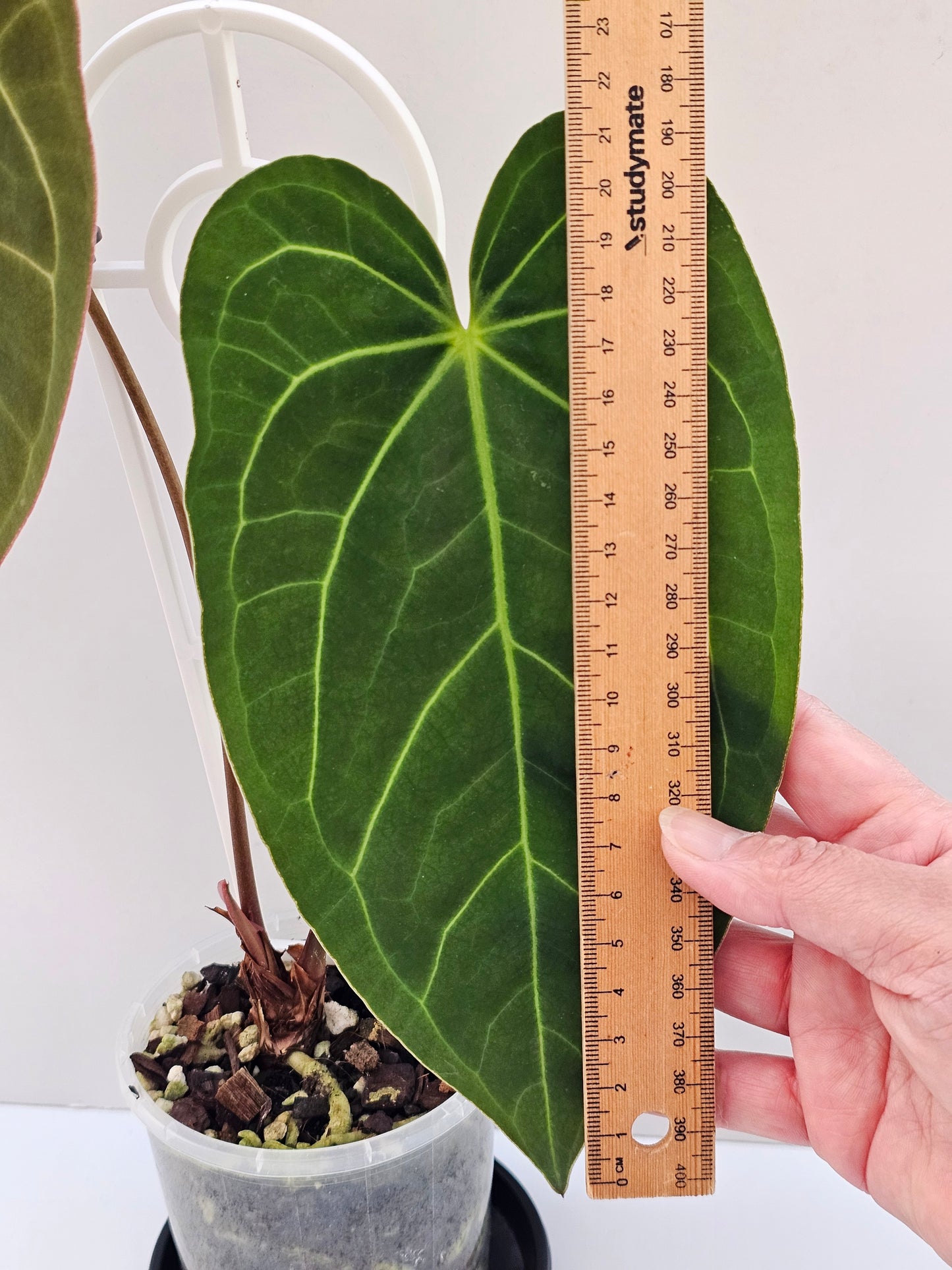 💥Anthurium regale x💥