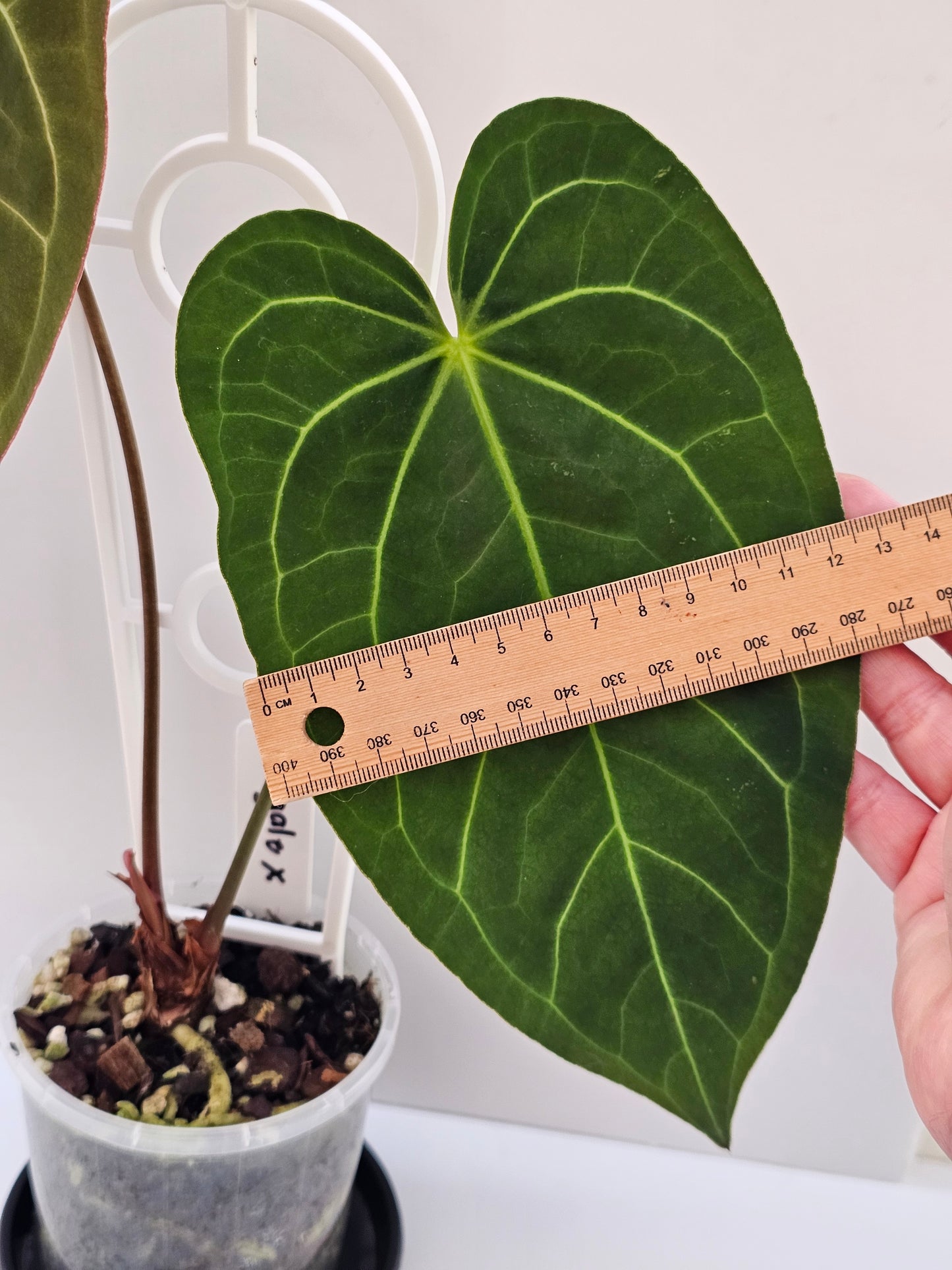 💥Anthurium regale x💥