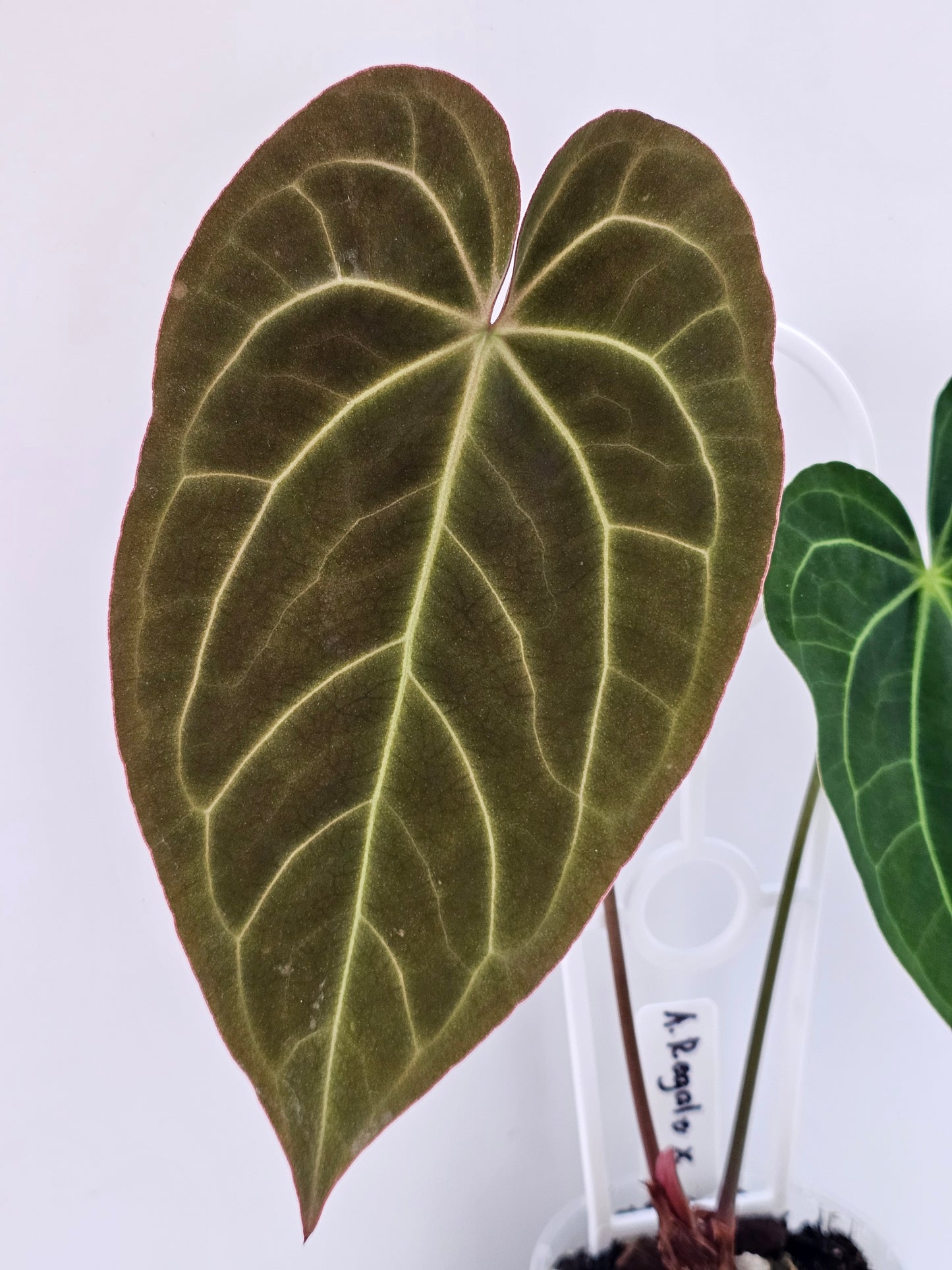 💥Anthurium regale x💥