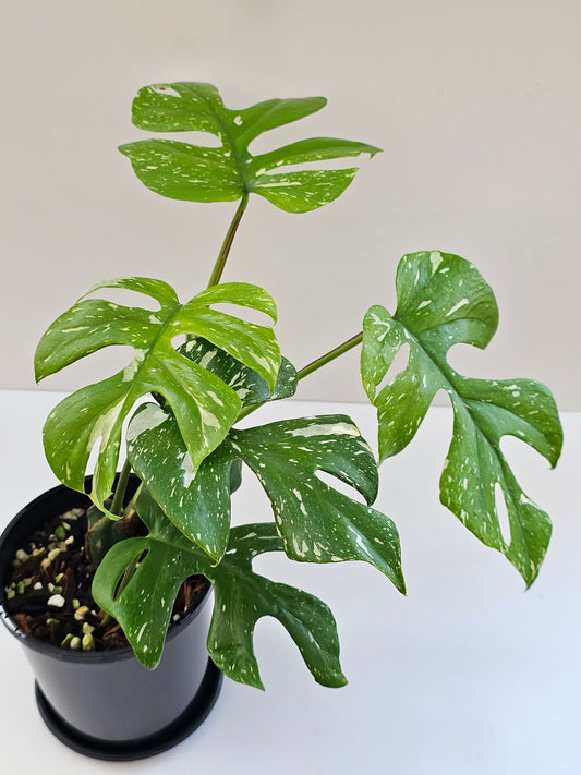 💥Variegated Rhaphidophora tetrasperma (Thai Version)💥