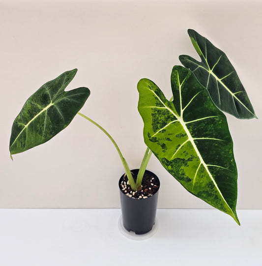 Alocasia frydek  'Green on Green Variegation'