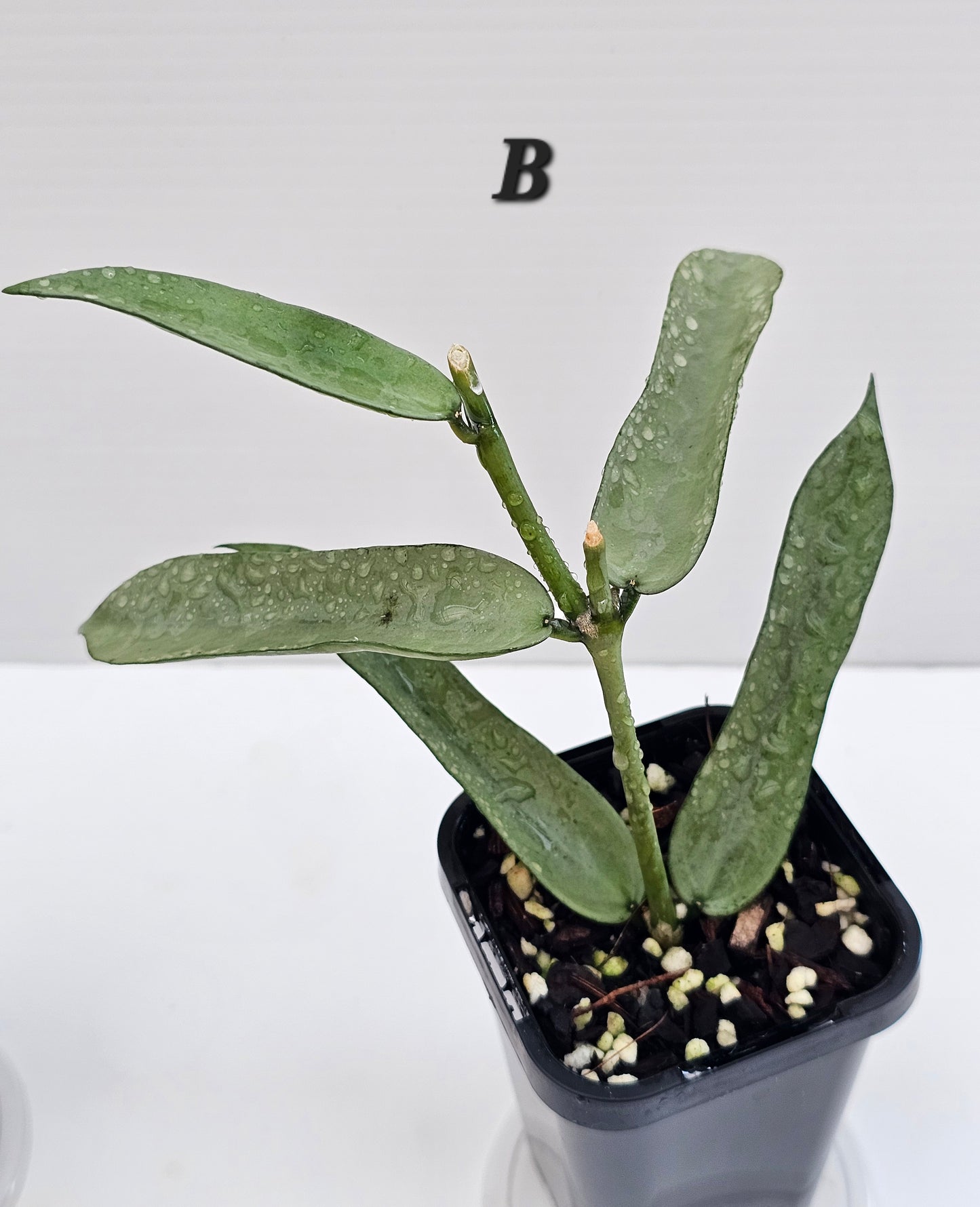 Hoya Pandurata 'Tsiang Silver'