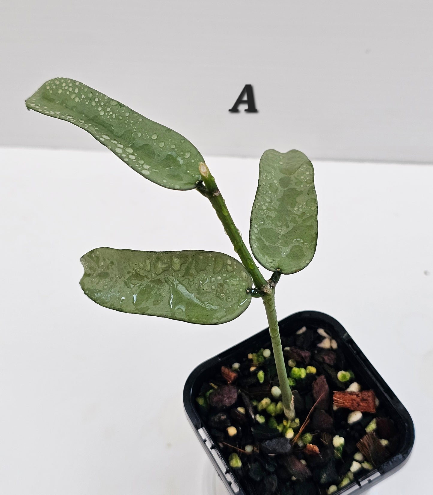 Hoya Pandurata 'Tsiang Silver'