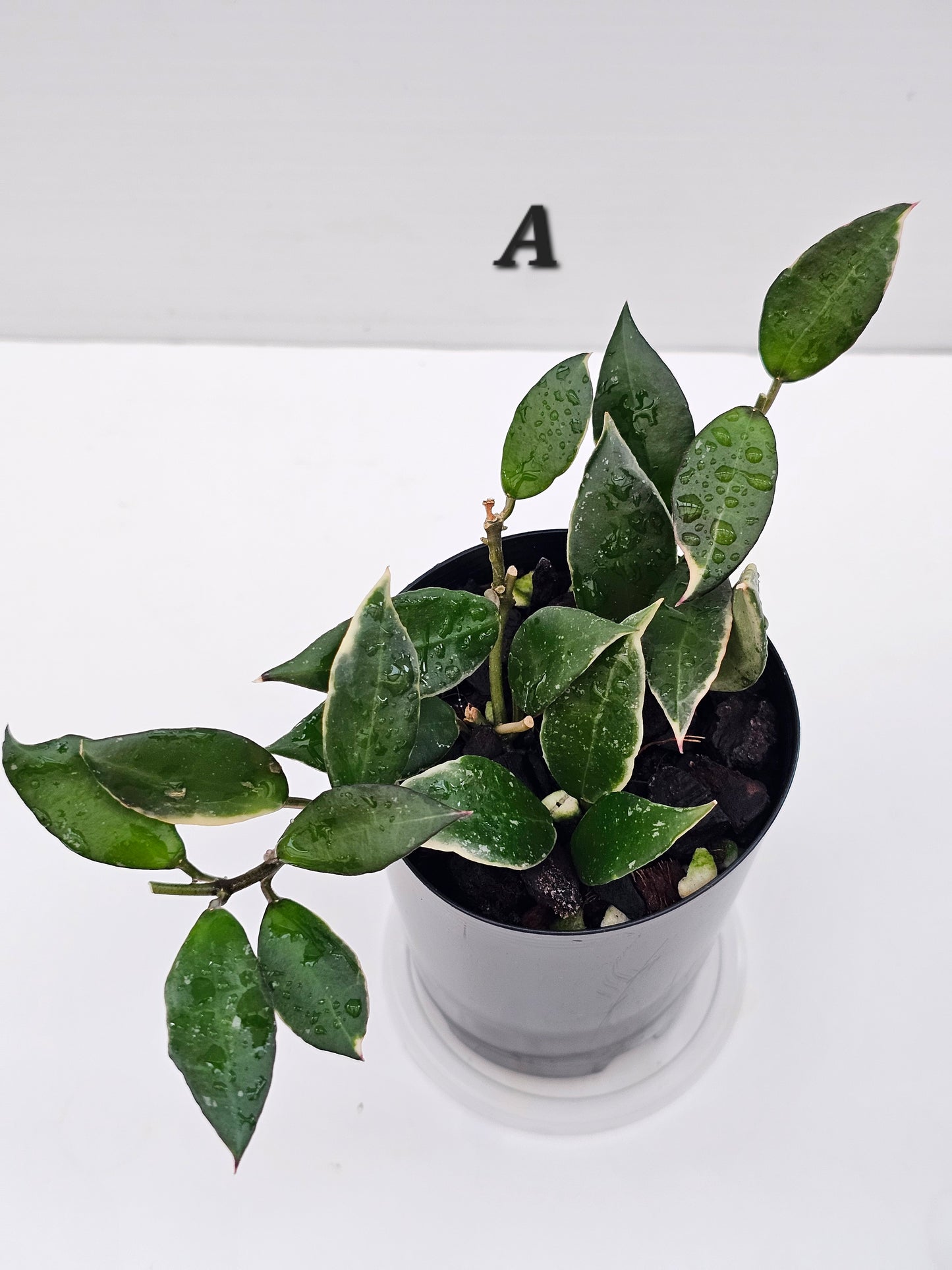 💥 Hoya lacunosa 'Asami' Outer Variegated💥