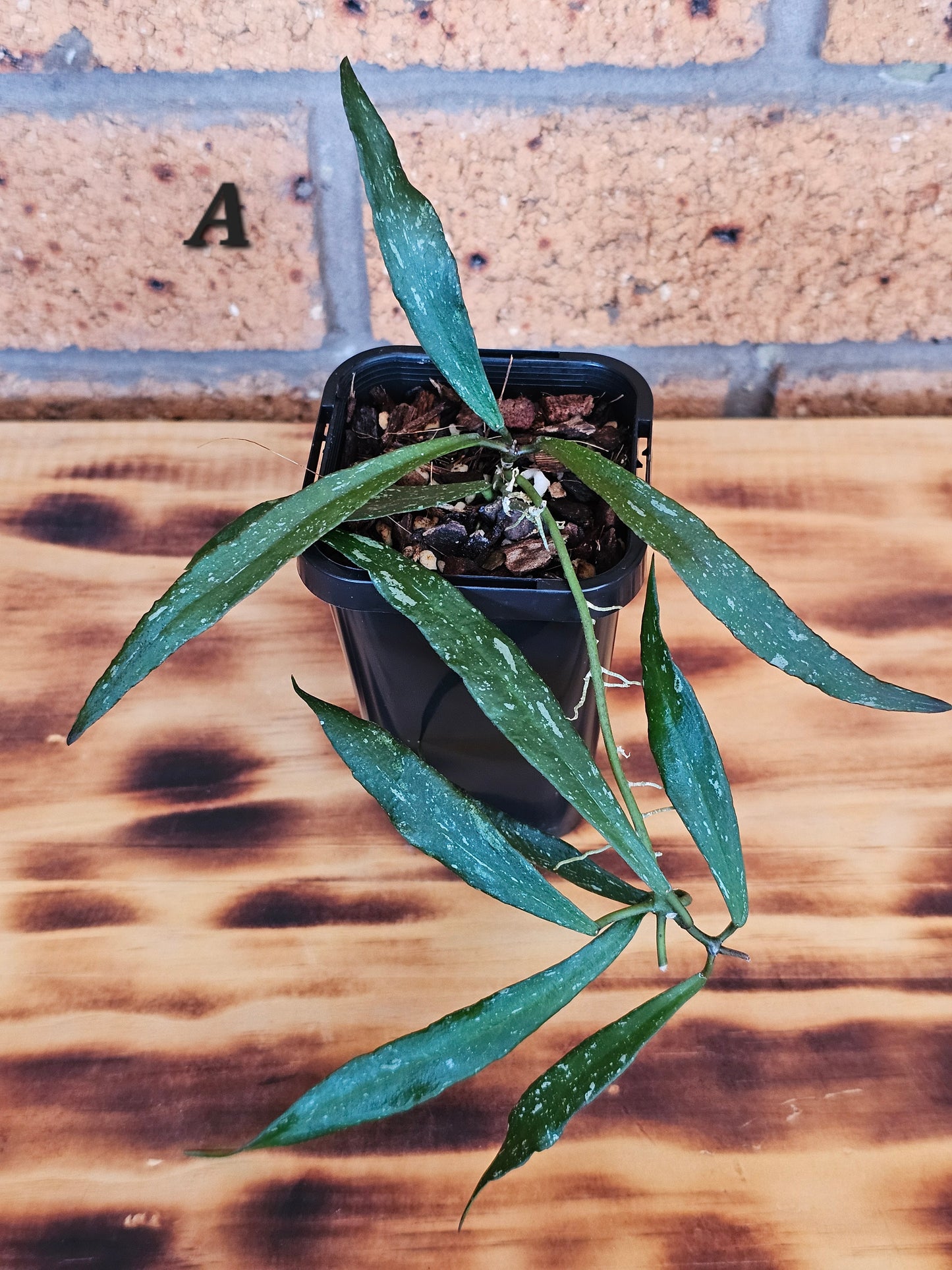 Hoya mirabilis  'Splash'