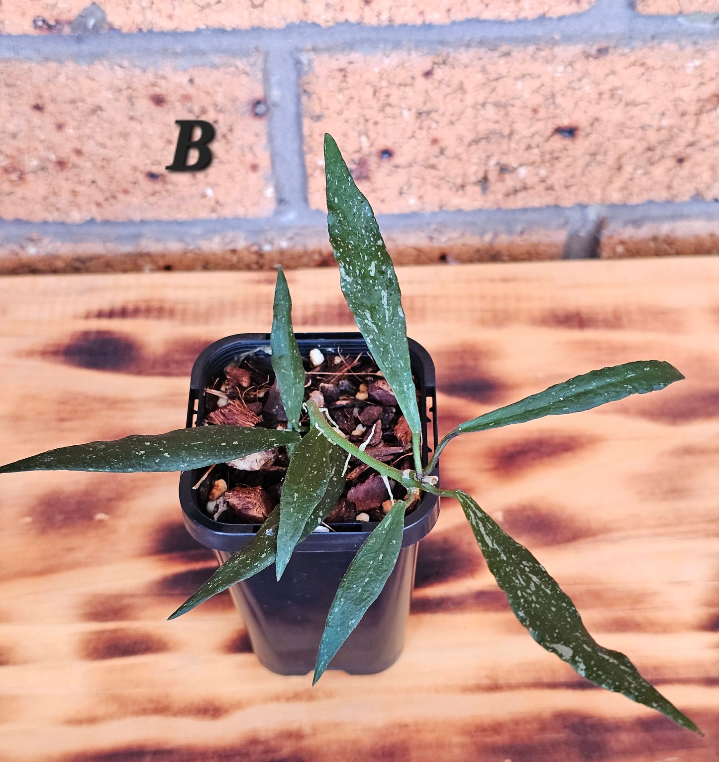 Hoya mirabilis  'Splash'