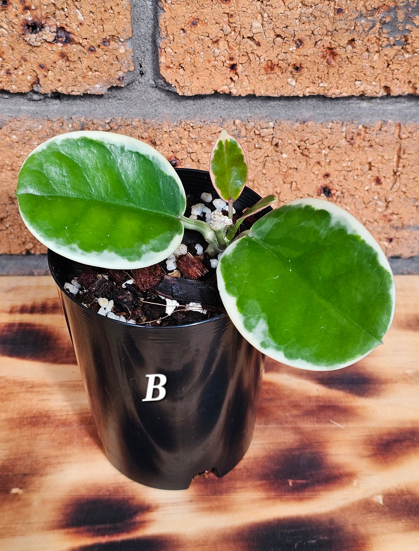 Hoya australis 'Outer Variegated' Blondie