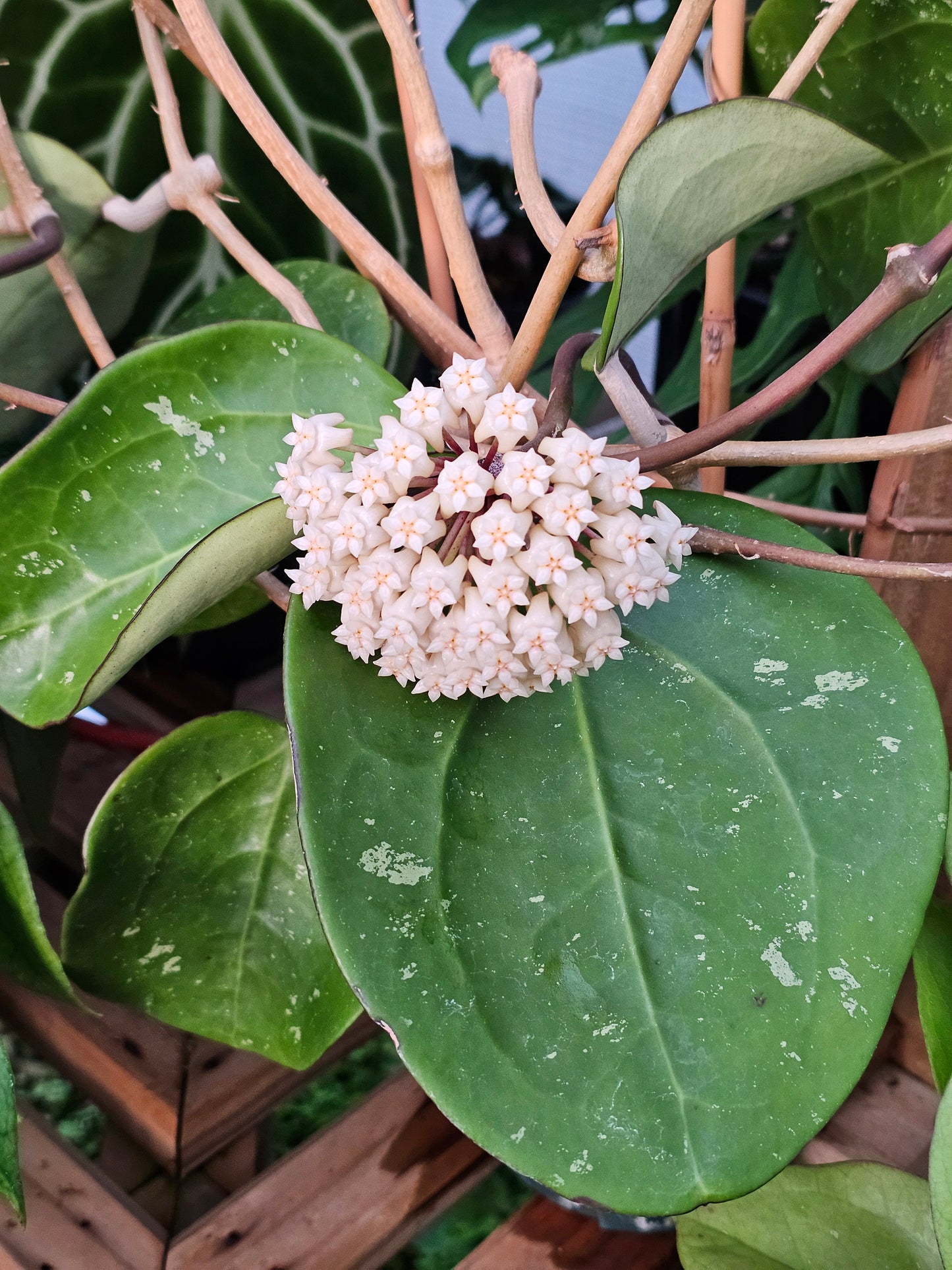 Hoya latifolia  'Dinner Plate'