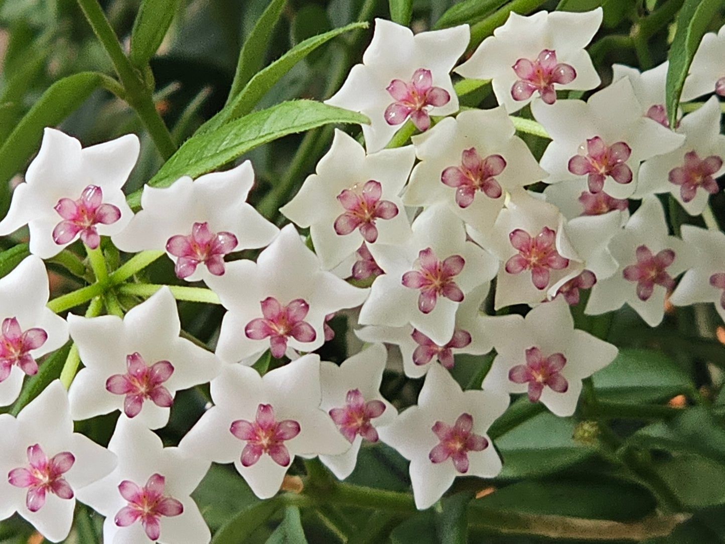 🌸Custom Order for Mina 🌸