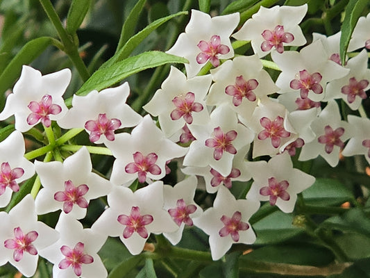 🌸Custom Order for Mina 🌸