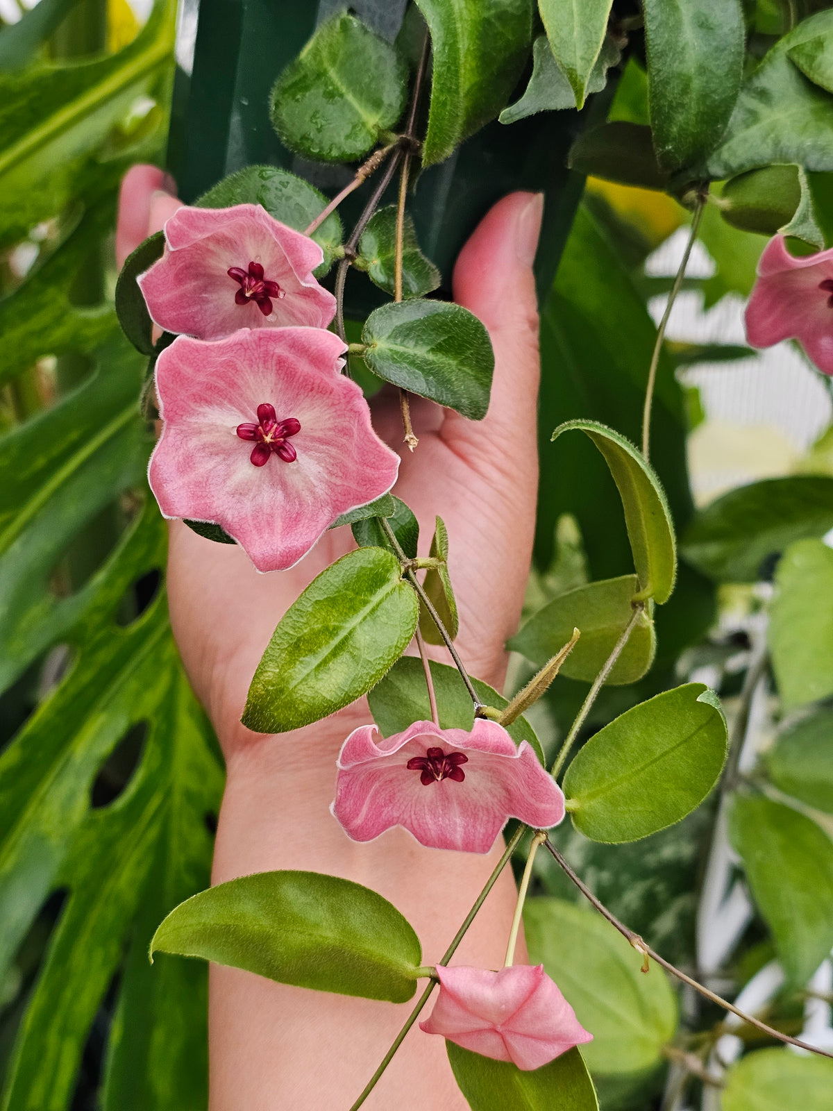 Hoya patella (Pink Flower)