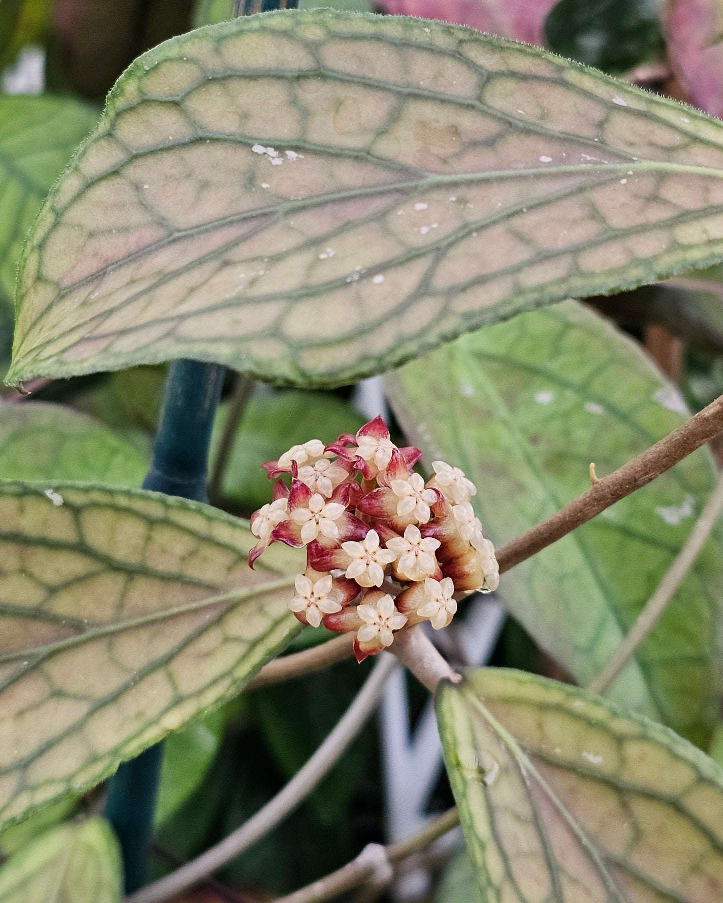 Hoya sp. Lampung
