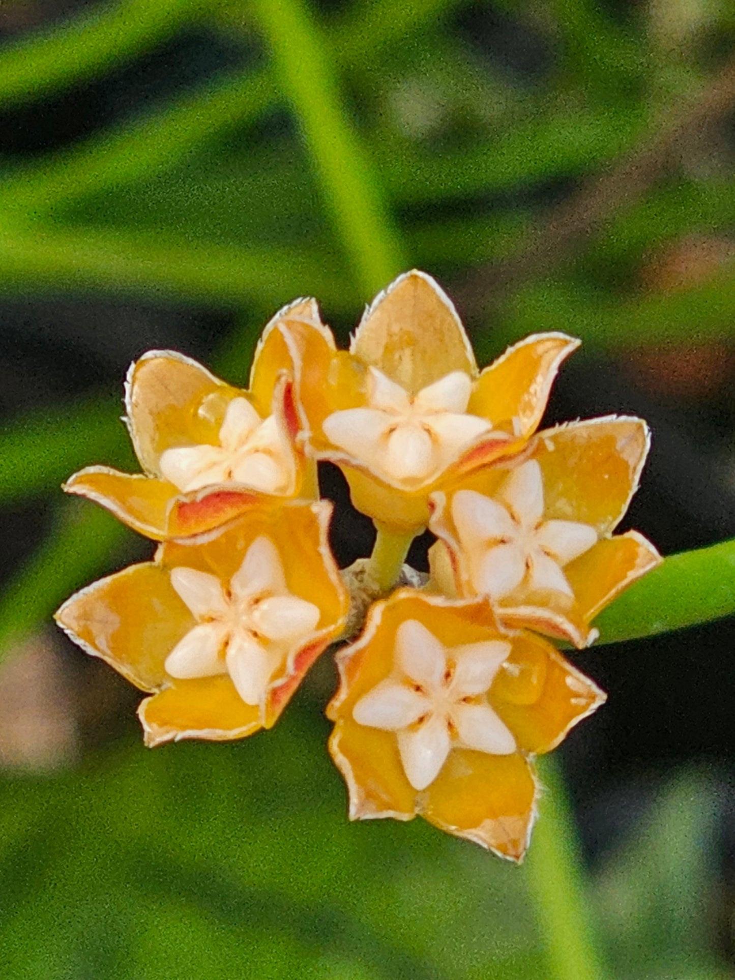 Hoya spartioides (The leafless Hoya)