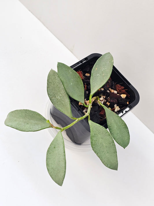Hoya nummularioides  'Silver'