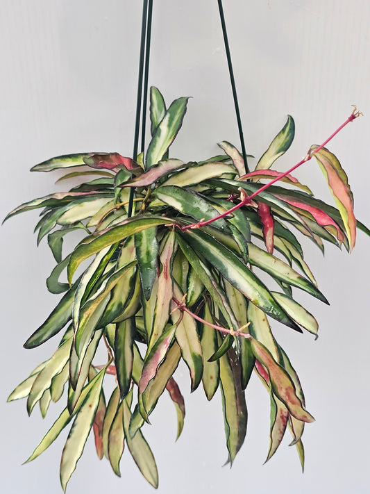 Hoya wayetii variegated  (Basket)