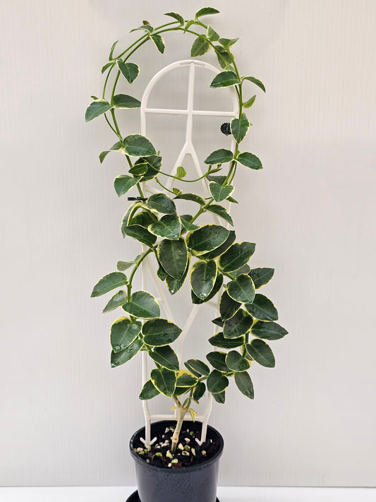 Hoya cumingiana 'Albomarginata'