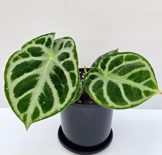 Anthurium doroyaki Silver (Pure)