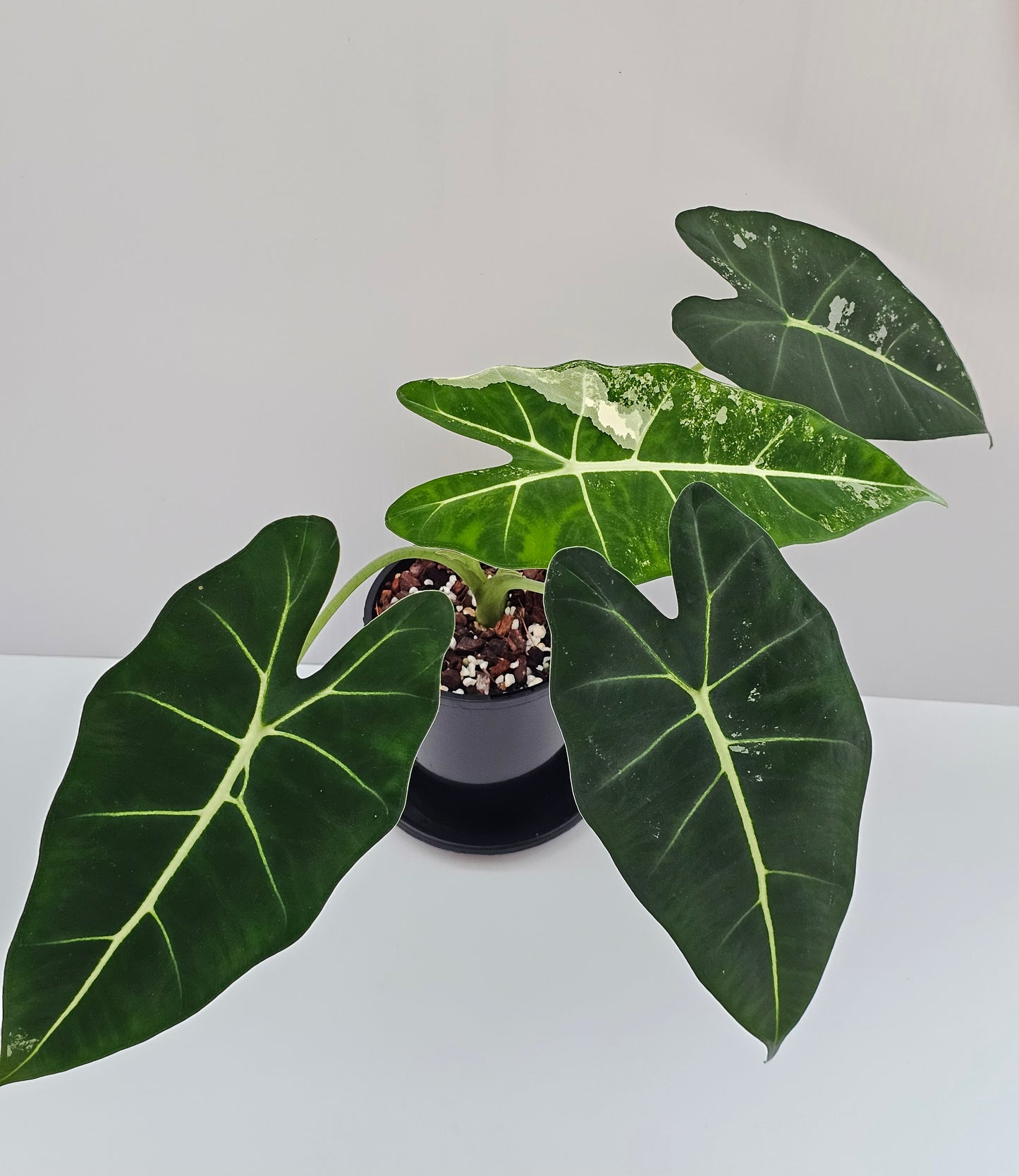 Alocasia frydek 'Variegated'
