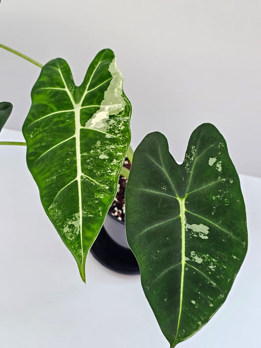 Alocasia frydek 'Variegated'