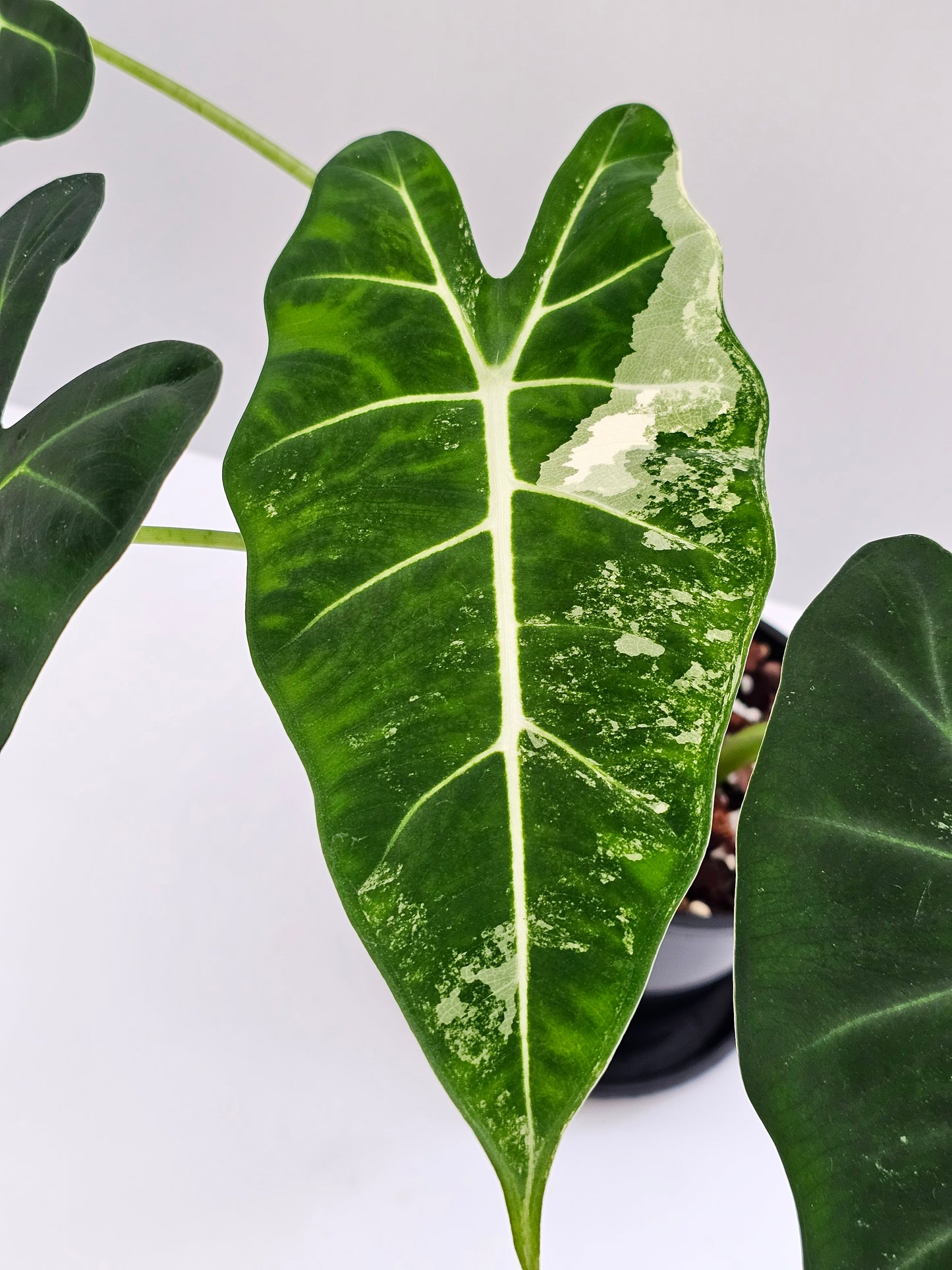 Alocasia frydek 'Variegated'