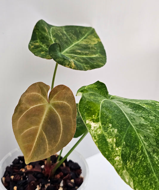 Variegated Anthurium forgetii x  (#2)