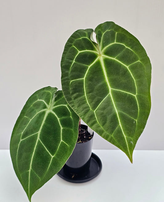 Anthurium crystallinum hybrid