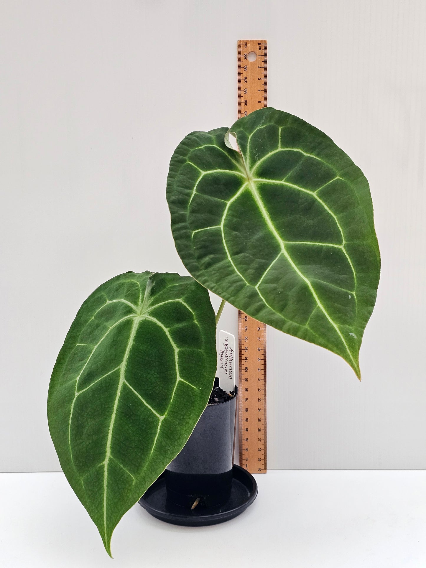 Anthurium crystallinum hybrid