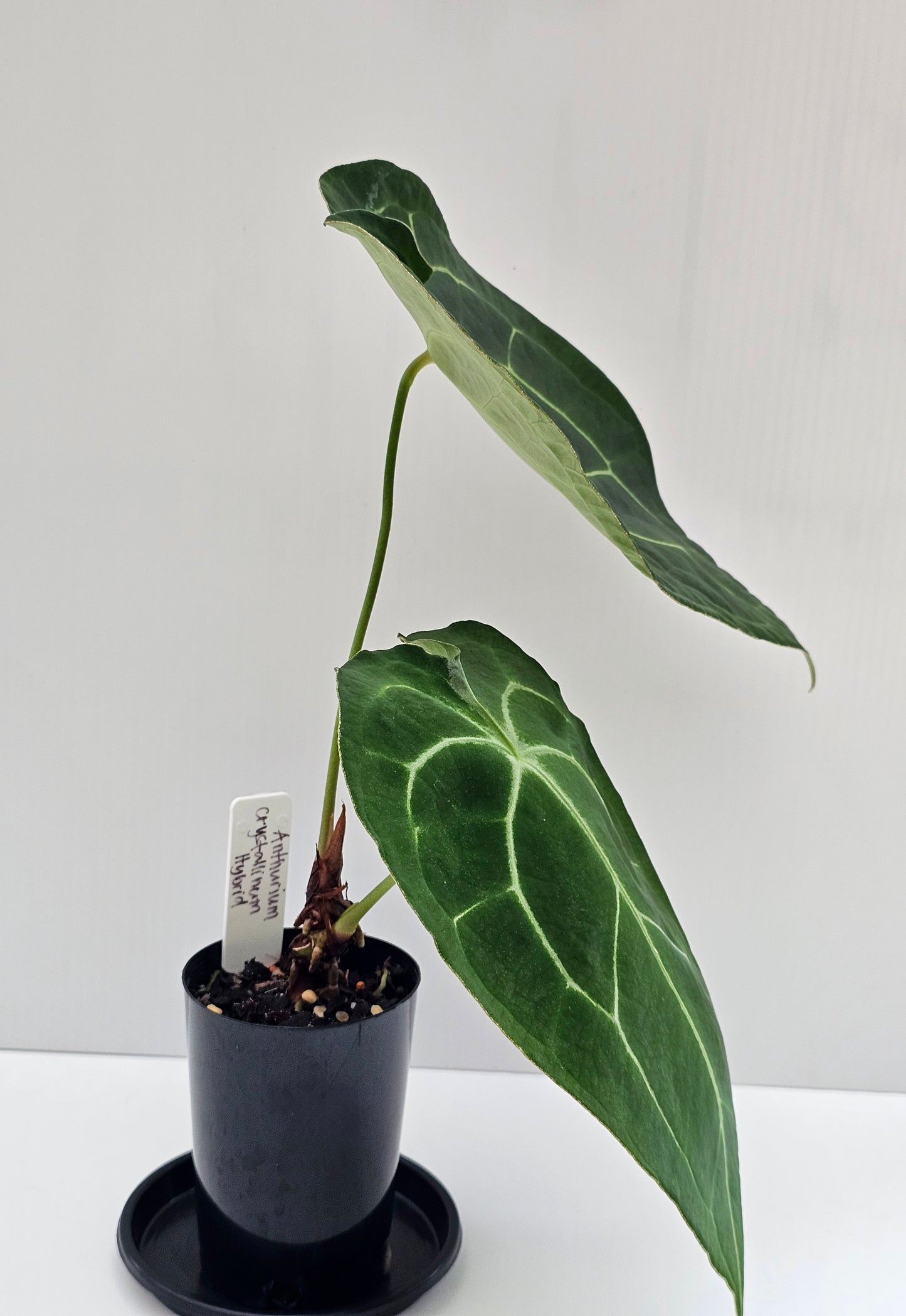 Anthurium crystallinum hybrid