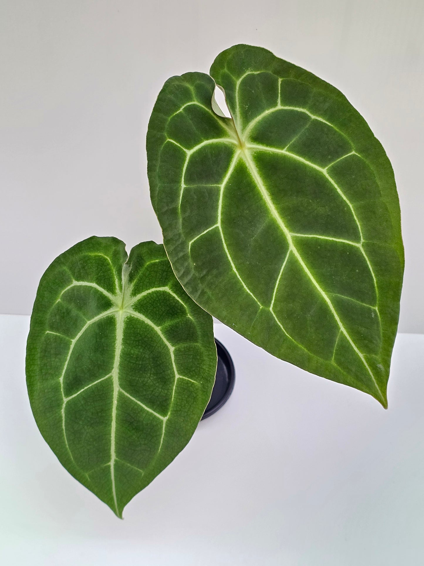 Anthurium crystallinum hybrid