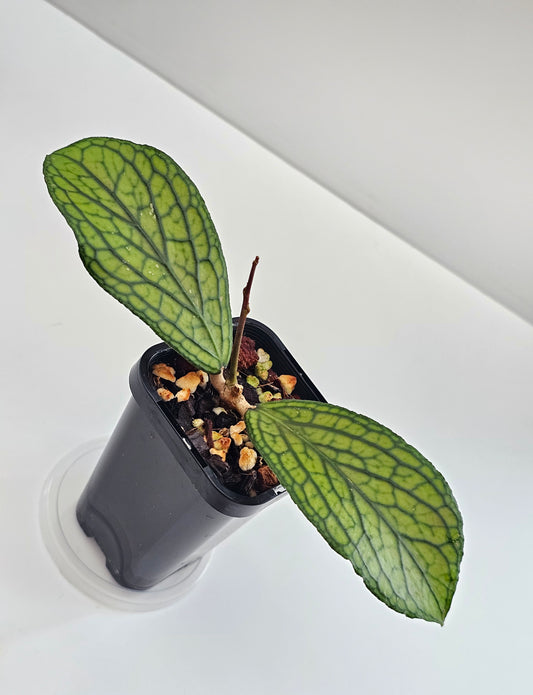 Hoya sp Tanggamus