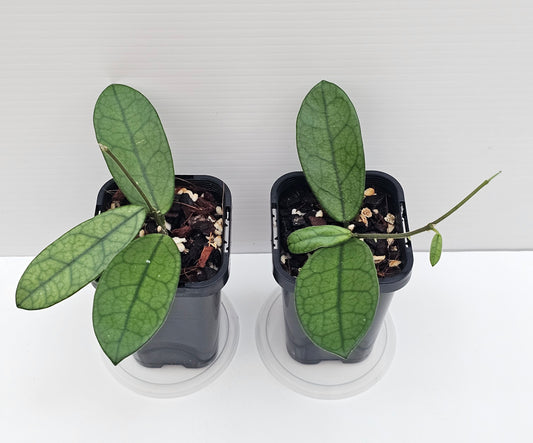 Hoya sichuanensis (Lyi Noid)