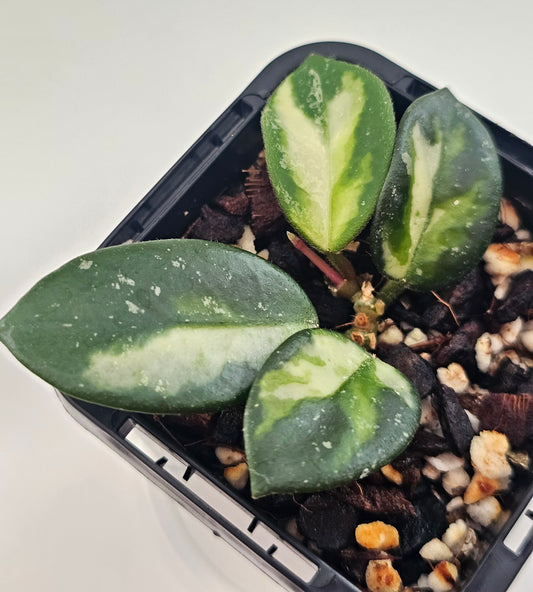 Hoya mathilde variegated (Rare)