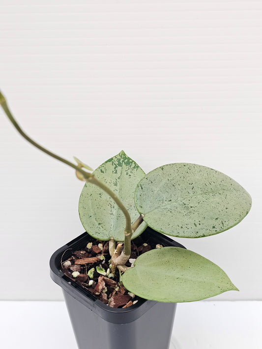 Hoya verticillata "Heart Silver' #1