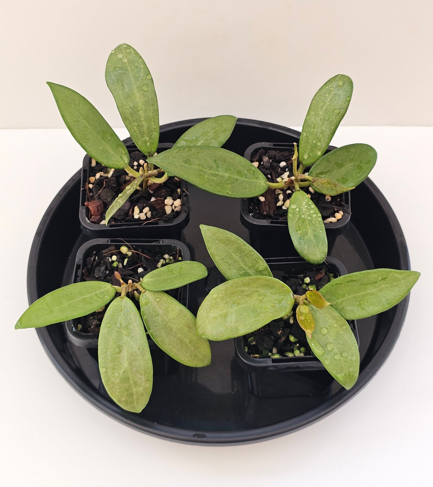 Hoya 'Silver Lady'