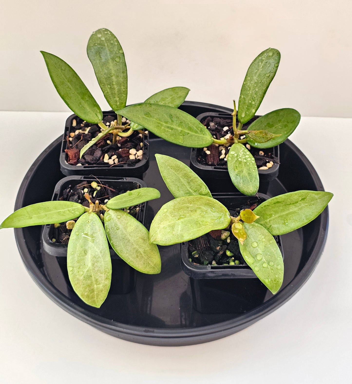 Hoya 'Silver Lady'