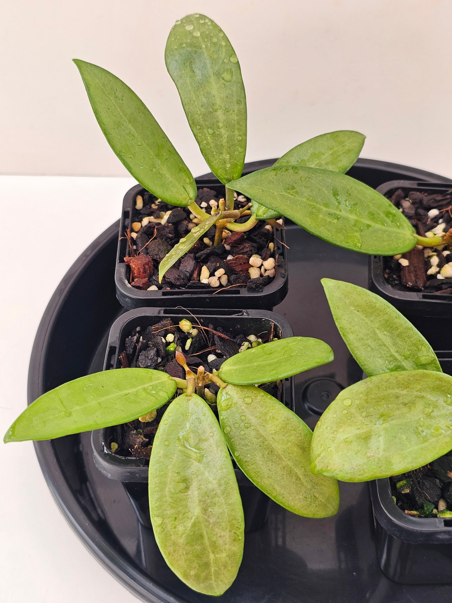 Hoya 'Silver Lady'