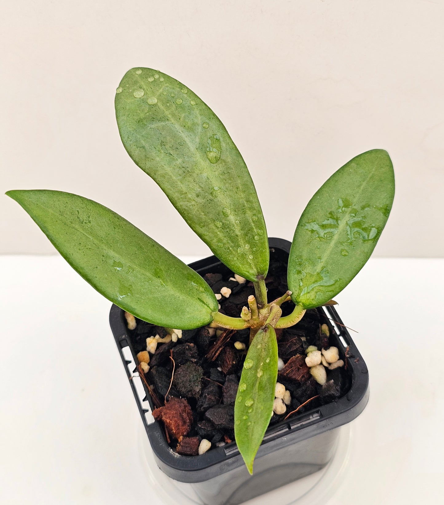 Hoya 'Silver Lady'