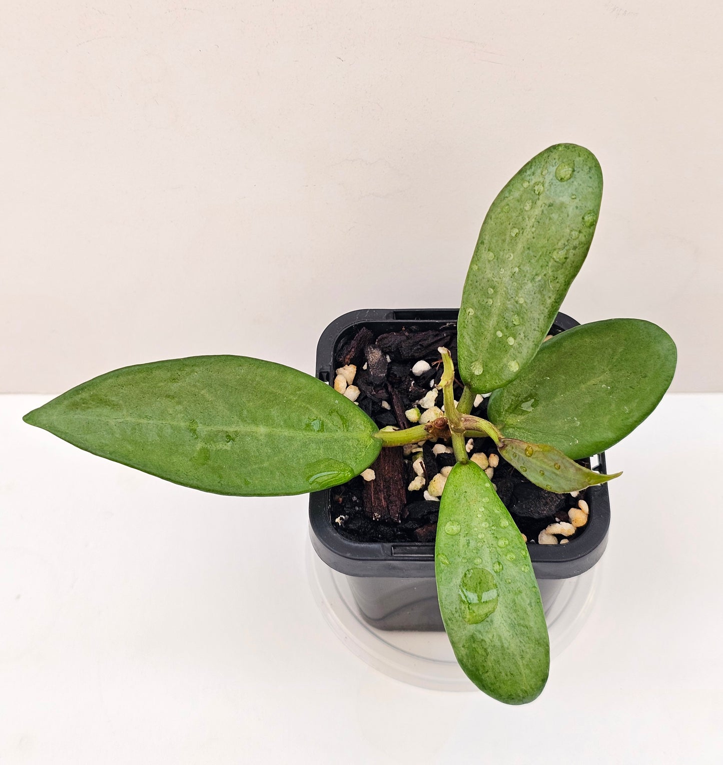 Hoya 'Silver Lady'
