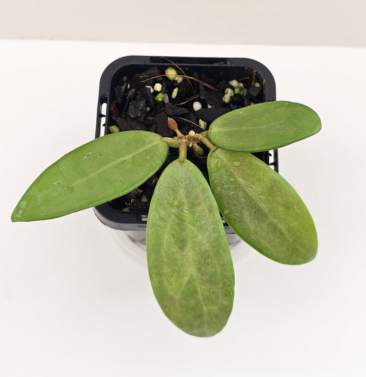 Hoya 'Silver Lady'