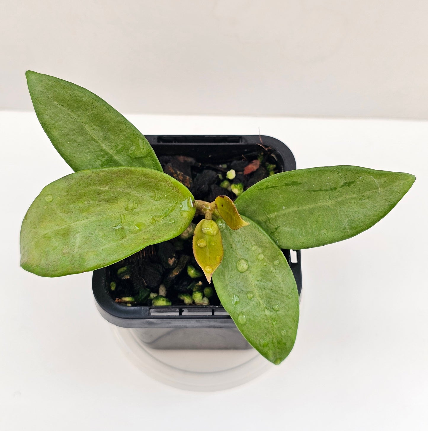 Hoya 'Silver Lady'